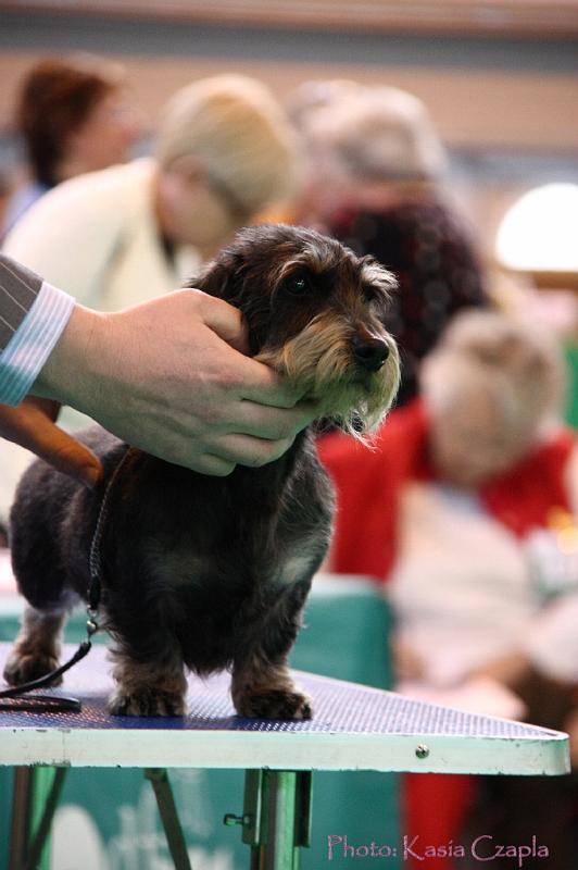 Crufts2011_2 1079.jpg